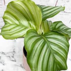 25 - 35cm Calathea Orbifolia Prayer Plant 12cm Pot House Plant House Plant