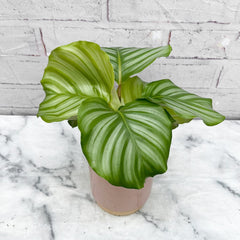 25 - 35cm Calathea Orbifolia Prayer Plant 12cm Pot House Plant House Plant