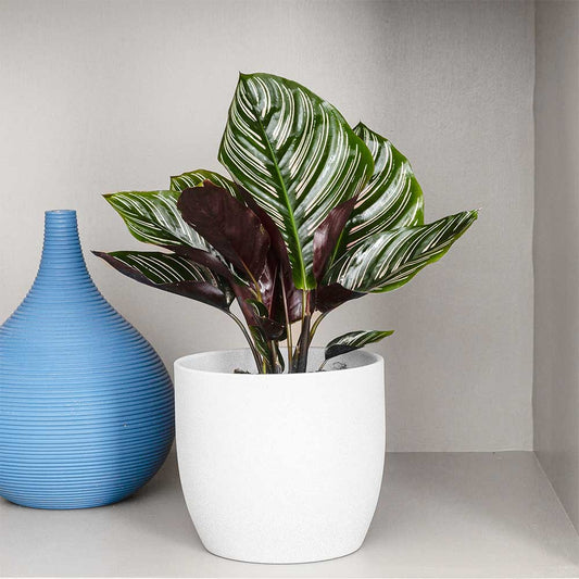 25 - 35cm Calathea Ornata Prayer Plant 13cm Pot House Plants