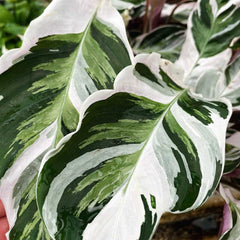 25 - 35cm Calathea White Fusion Prayer Plant 12cm Pot House Plant House Plant