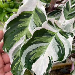 25 - 35cm Calathea White Fusion Prayer Plant 12cm Pot House Plant House Plant