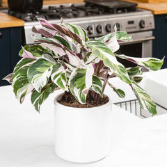 25 - 35cm Calathea White Fusion Prayer Plant 12cm Pot House Plants