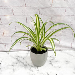 25 - 35cm Chlorophytum Comosum Spider House Plant 15cm Pot House Plant