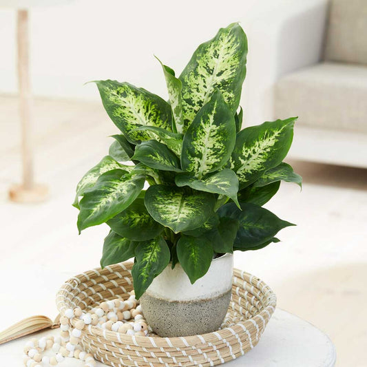 25 - 35cm Dieffenbachia Compacta Dumb Cane 12cm Pot House Plants