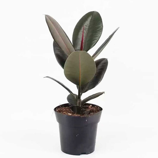 25 - 35cm Ficus abidjan Rubber Plant 12cm Pot House Plants