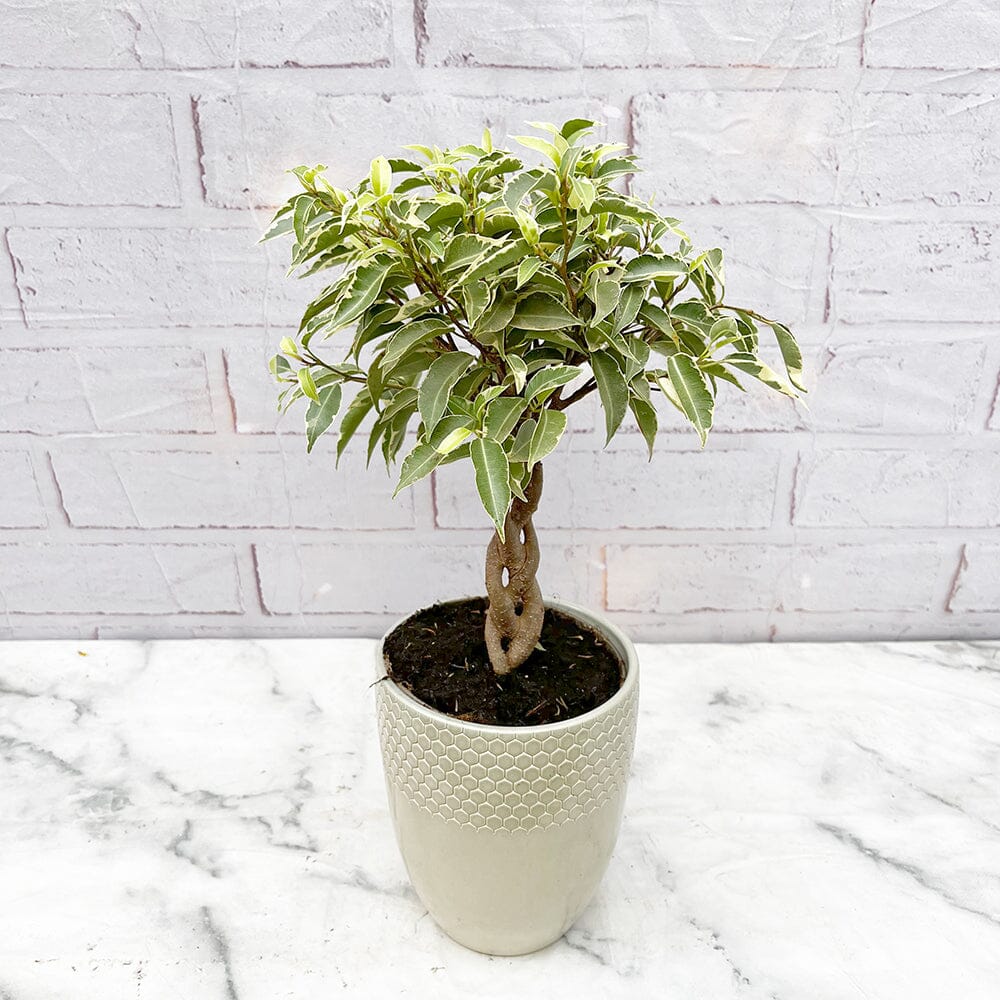 25 - 35cm Ficus Nina King Rubber Plant 12cm Pot House Plant House Plant