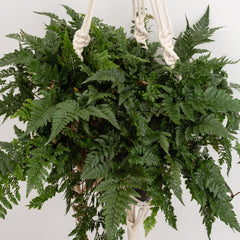 25 - 35cm Hare's Foot Fern Humata Tyermanii 12cm Pot House Plant House Plant