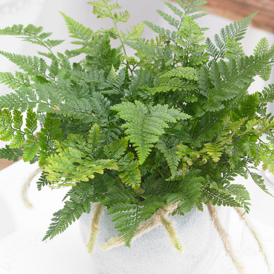 25 - 35cm Hare's Foot Fern Humata Tyermanii 12cm Pot House Plant House Plant