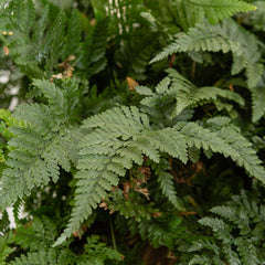 25 - 35cm Hare's Foot Fern in Hanging Pot Humata Tyermanii 17cm Pot House Plant House Plant