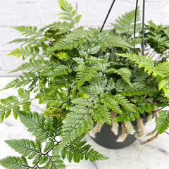 25 - 35cm Hare's Foot Fern in Hanging Pot Humata Tyermanii 17cm Pot House Plant House Plant