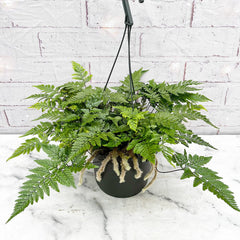 25 - 35cm Hare's Foot Fern in Hanging Pot Humata Tyermanii 17cm Pot House Plant House Plant