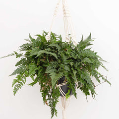 25 - 35cm Hare's Foot Fern in Hanging Pot Humata Tyermanii 17cm Pot House Plants