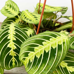 25 - 35cm Maranta Lemon Lime in Hanging Pot Prayer Plant 14cm Pot House Plant House Plant