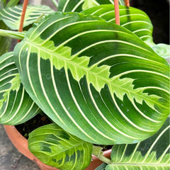 25 - 35cm Maranta Lemon Lime in Hanging Pot Prayer Plant 14cm Pot House Plant House Plant