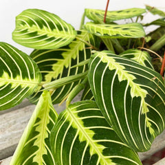 25 - 35cm Maranta Lemon Lime in Hanging Pot Prayer Plant 14cm Pot House Plant House Plant