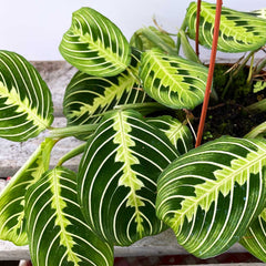 25 - 35cm Maranta Lemon Lime in Hanging Pot Prayer Plant 14cm Pot House Plant House Plant