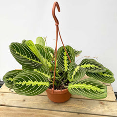 25 - 35cm Maranta Lemon Lime in Hanging Pot Prayer Plant 14cm Pot Potted Houseplants