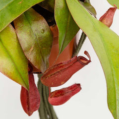 25 - 35cm Nepenthes Bloody Mary in Hanging Pot Monkey Jars 14cm Pot House Plant House Plant