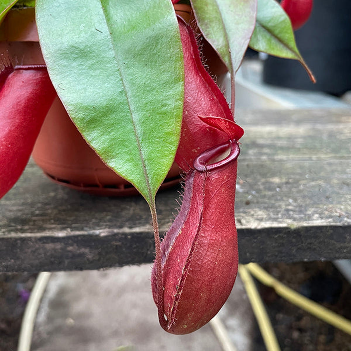 25 - 35cm Nepenthes Bloody Mary in Hanging Pot Monkey Jars 14cm Pot House Plant House Plant