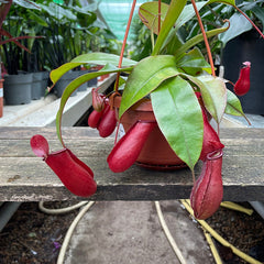 25 - 35cm Nepenthes Bloody Mary in Hanging Pot Monkey Jars 14cm Pot House Plant House Plant