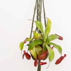 25 - 35cm Nepenthes Bloody Mary in Hanging Pot Monkey Jars 14cm Pot House Plants