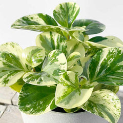 25 - 35cm Peperomia Obtusifolia 15cm Pot House Plant House Plant