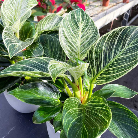 Philodendron Houseplants – Plants For All Seasons