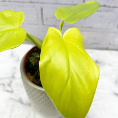 25 - 35cm Philodendron Golden Violin 12cm Pot House Plant House Plant