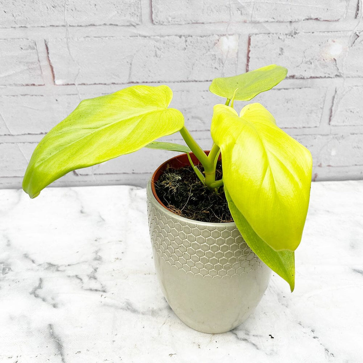 25 - 35cm Philodendron Golden Violin 12cm Pot House Plant House Plant