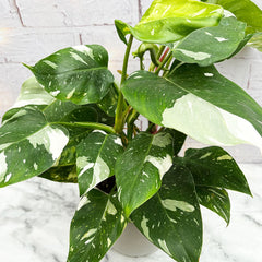 25 - 35cm Philodendron White Princess 17cm Pot House Plant House Plant