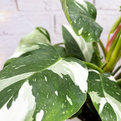 25 - 35cm Philodendron White Princess 17cm Pot House Plant House Plant