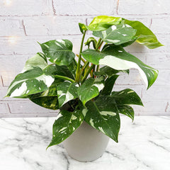 25 - 35cm Philodendron White Princess 17cm Pot House Plant House Plant