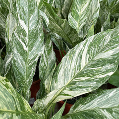 25 - 35cm Spathiphyllum Peace Lily Variegated 14cm Pot House Plant Potted Houseplants