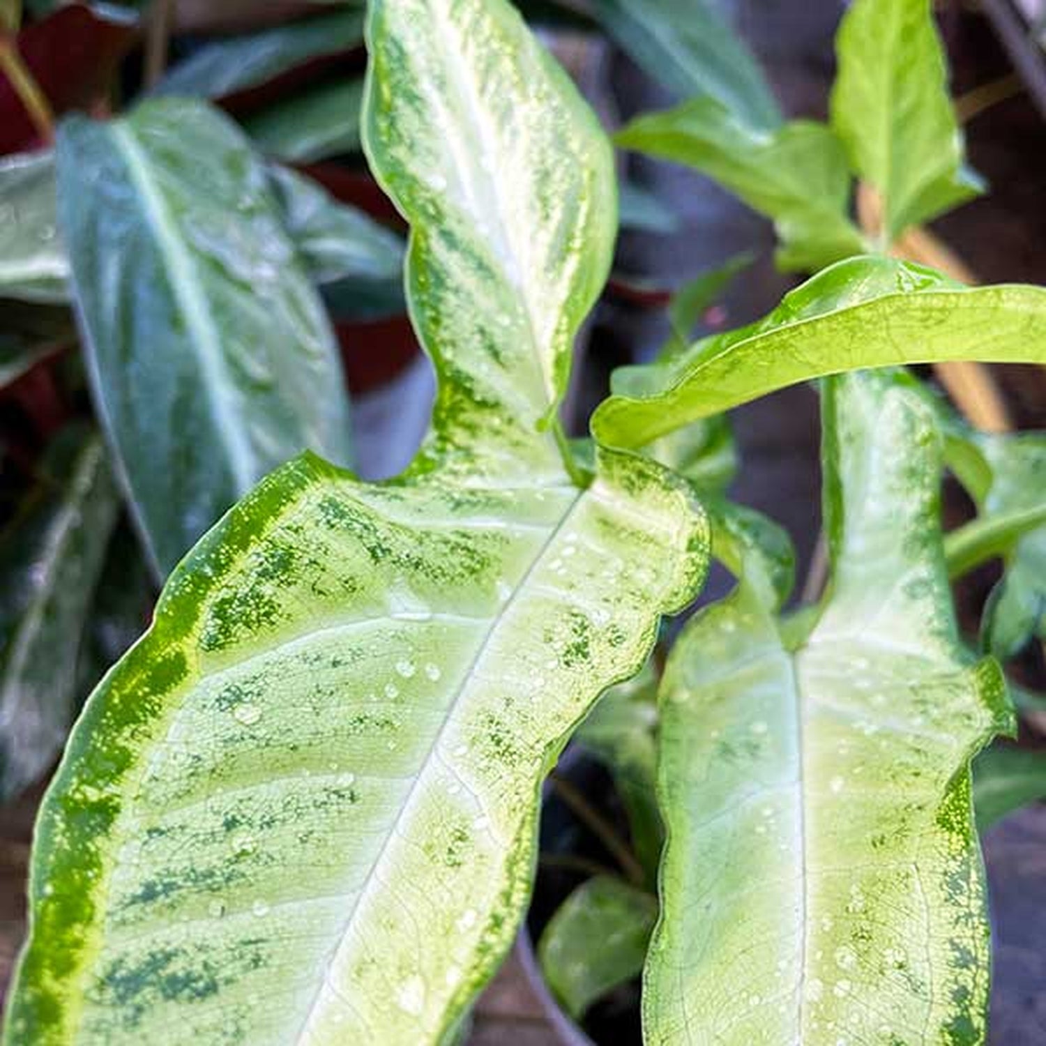 25 - 35cm Syngonium Angustatum Arrowhead Plant 13cm Pot House Plant Potted Houseplants