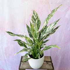 25 - 40cm Spathiphyllum Peace Lily Variegated 12cm Pot House Plant House Plant
