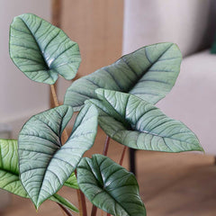 30 - 40cm Alocasia Platinum Elephant Ear 14cm Pot House Plant Potted Houseplants