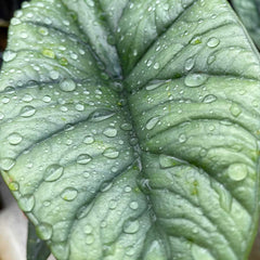 30 - 40cm Alocasia Platinum Elephant Ear 14cm Pot House Plant Potted Houseplants