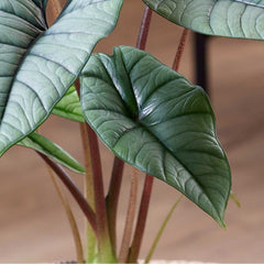 30 - 40cm Alocasia Platinum Elephant Ear 14cm Pot House Plant Potted Houseplants