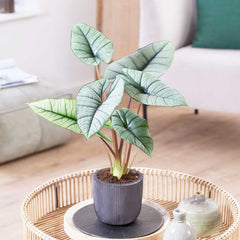 30 - 40cm Alocasia Platinum Elephant Ear 14cm Pot House Plants