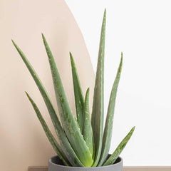 30 - 40cm Aloe Vera 13cm Pot House Plant Potted Houseplants