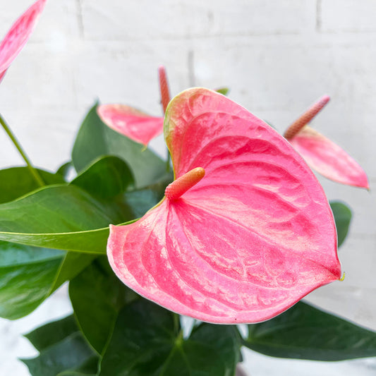 30 - 40cm Anthurium Cherry Love Pink Flower 13cm Pot House Plant House Plant