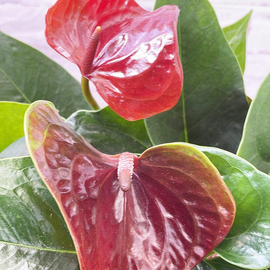 30 - 40cm Anthurium Deep Red Flower 14cm Pot House Plant House Plant