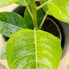 30 - 40cm Ficus Altissima Rubber Plant 12cm Pot House Plant Potted Houseplants