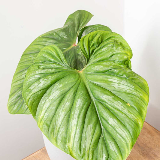 30 - 40cm Philodendron Plowmanii 15cm Pot House Plant Potted Houseplants