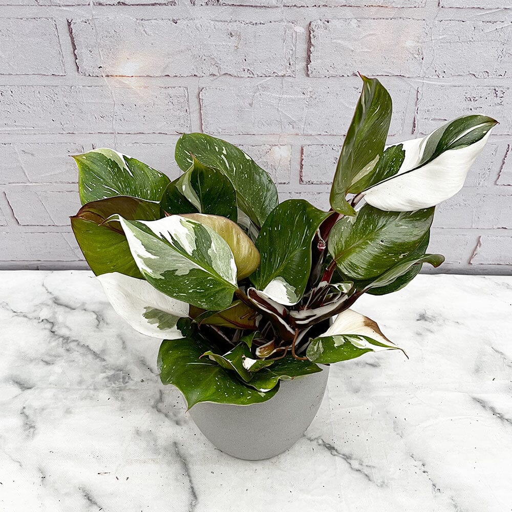 30 - 40cm Philodendron White Knight 15cm Pot House Plant House Plant