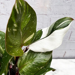 30 - 40cm Philodendron White Knight 15cm Pot House Plant House Plant