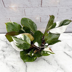 30 - 40cm Philodendron White Knight 15cm Pot House Plant House Plant