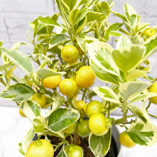 30 - 40cm Variegated Calamondin Tree Citrus 15cm Pot House Plant House Plant