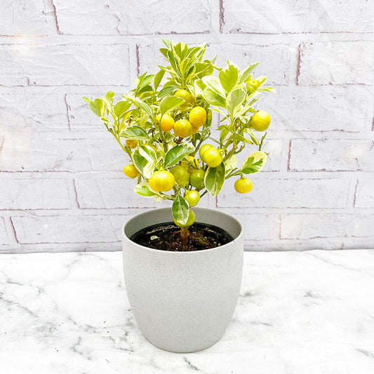 30 - 40cm Variegated Calamondin Tree Citrus 15cm Pot House Plant House Plant