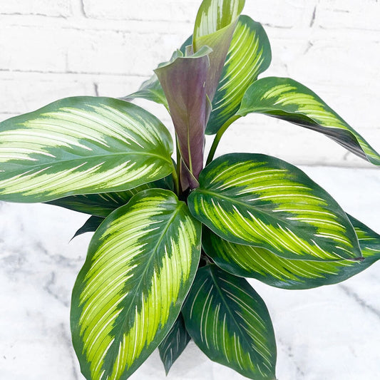 30 - 45cm Calathea Beautystar Beauty Star Prayer Plant 12cm Pot House Plant House Plant